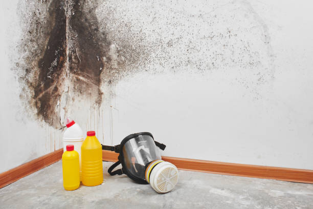 Best Commercial Mold Remediation in Old Bethpage, NY