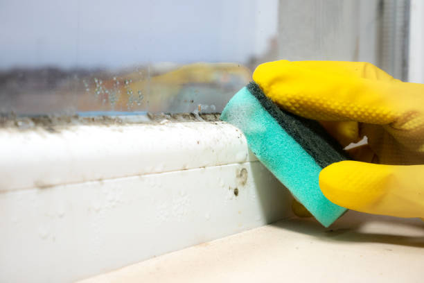 Best DIY Mold Remediation Support Services in Old Bethpage, NY